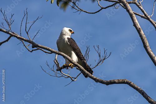 Gavião-pato (Spizaetus melanoleucus) | Black-and-white Hawk-Eagle photographed in Viana, Espírito Santo - Southeast of Brazil. Atlantic Forest Biome. photo