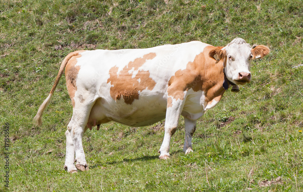 custom made wallpaper toronto digitalMilk cow in a meadow, Austria