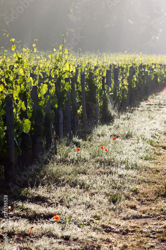 vigne printemps photo