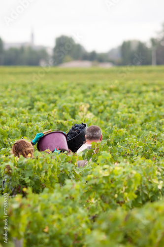 vigne vendange  photo