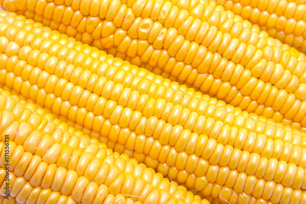 corn on the cob isolated on white background corn on the cob isolated on white background
