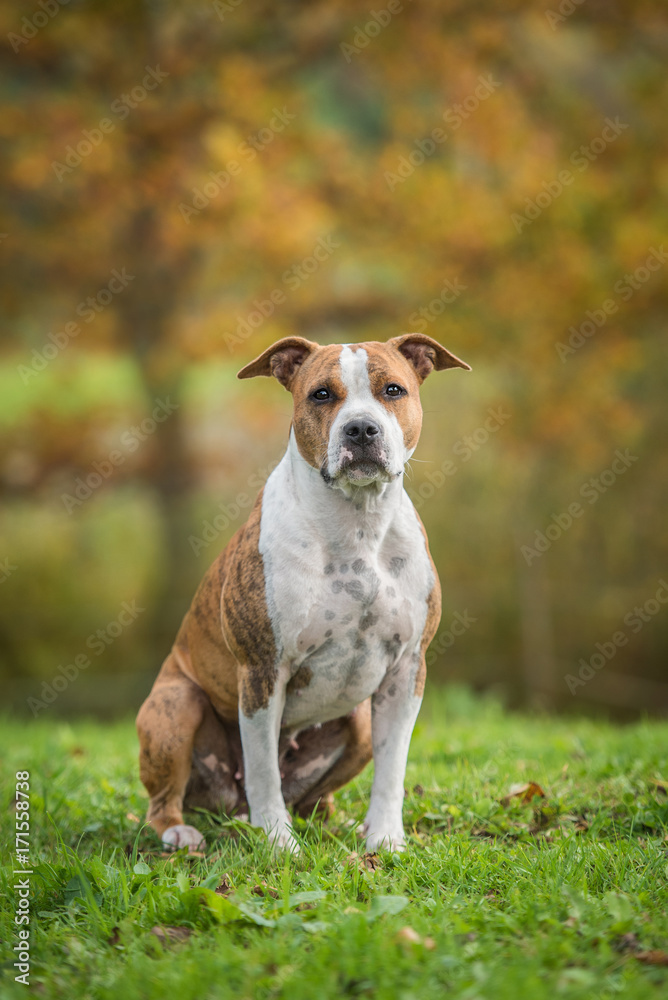 American staffordshire terrier dog in autumn