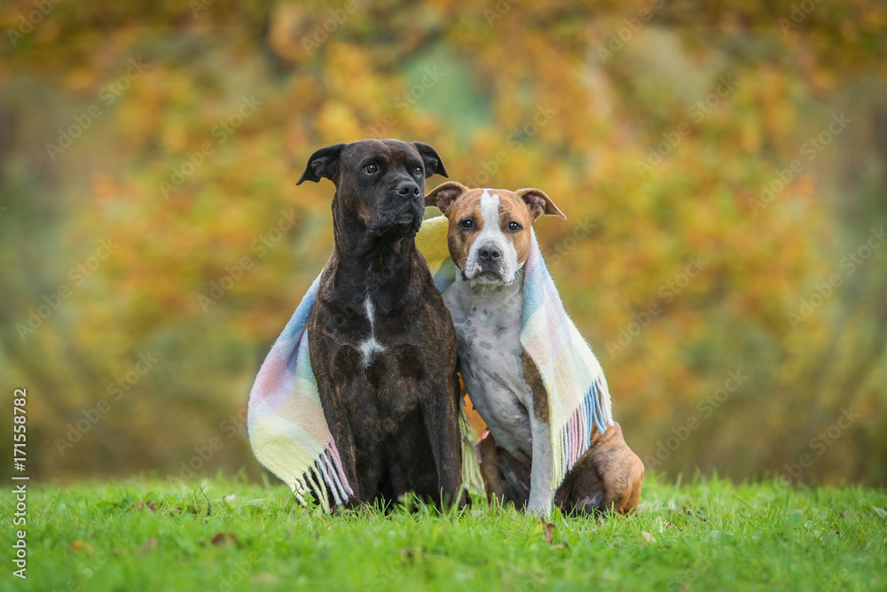 American staffordshire terrier dogs sitting covered with a blanket in autumn American staffordshire terrier dogs sitting covered with a blanket in autumn