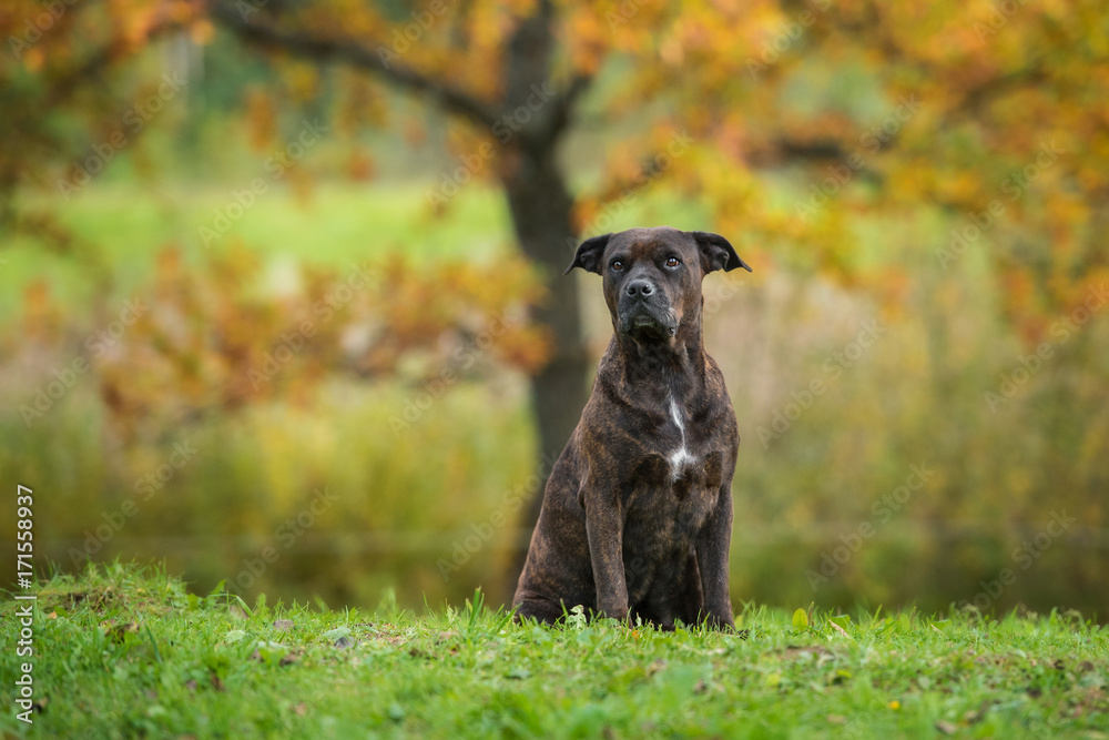 American staffordshire terrier dog in autumn American staffordshire terrier dog in autumn