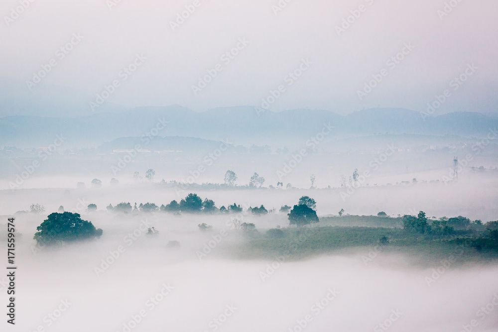 Landscape of tea plantation highlands with fog in morning
