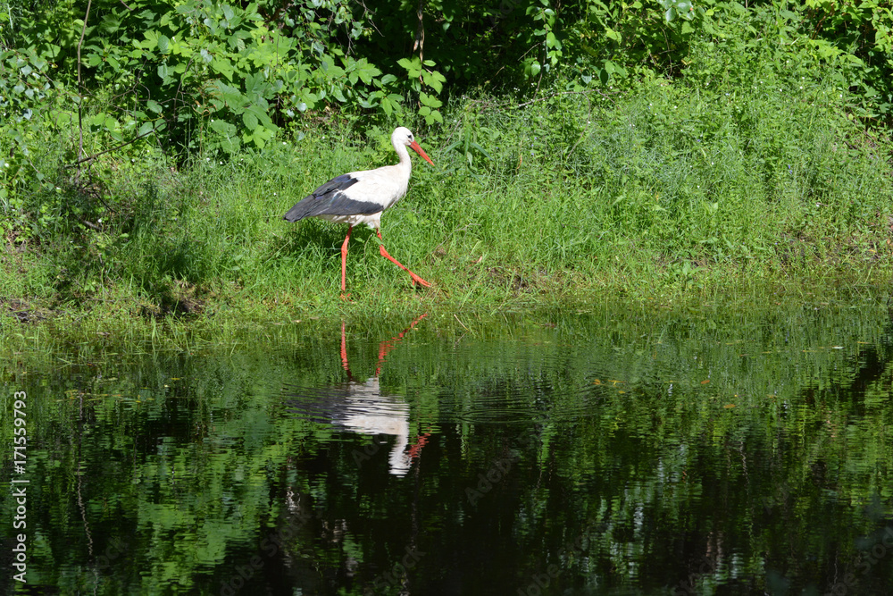 Beautiful White stork Ciconia walking on lake coast