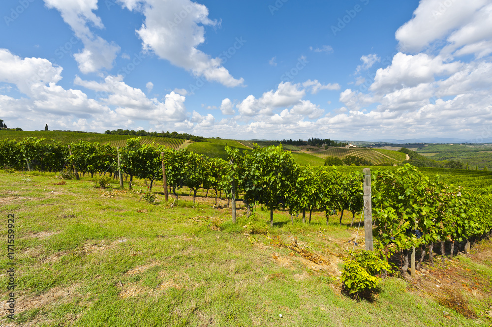 Wine farm surrounded with vineyards