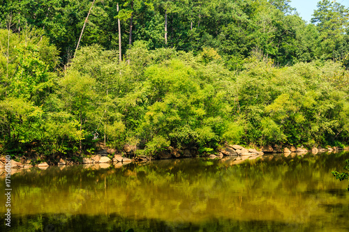 Green Trees by River in Summer