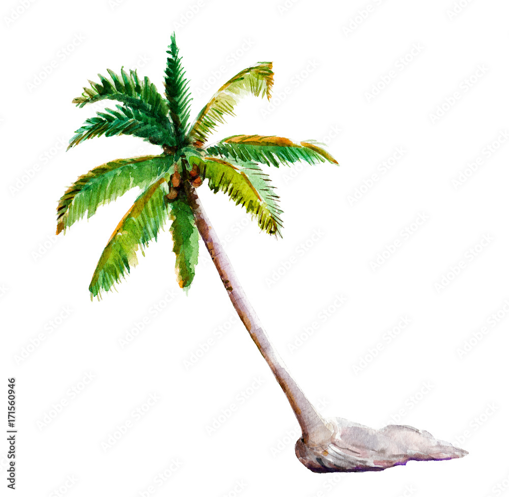 Fototapeta premium Watercolor illustration, hand drawn palm-tree isolated object on white background.