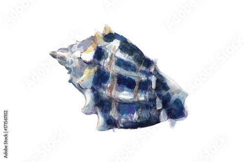 Watercolor illustration, hand drawn blue seashell isolated object on white background.