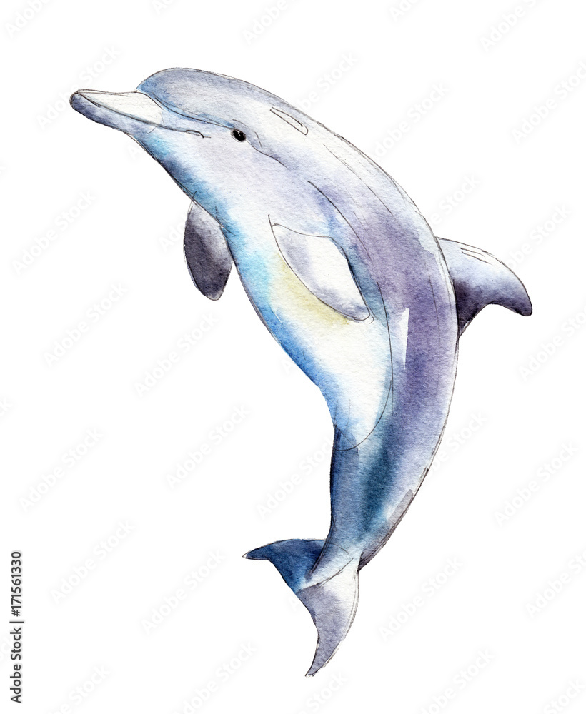 Fototapeta premium Akwarela delfinów, ręcznie rysowane ilustracja na białym tle.