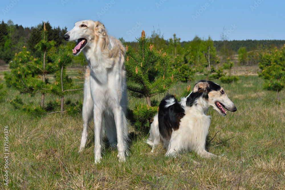 Two russian wolfhounds Two russian wolfhounds