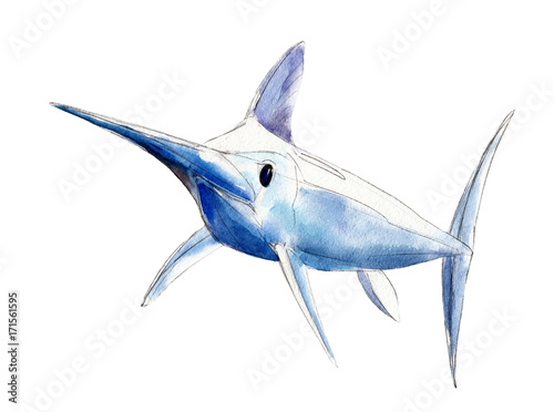 Watercolor swordfish  blue marlin  hand-drawn illustration isolated on white background.