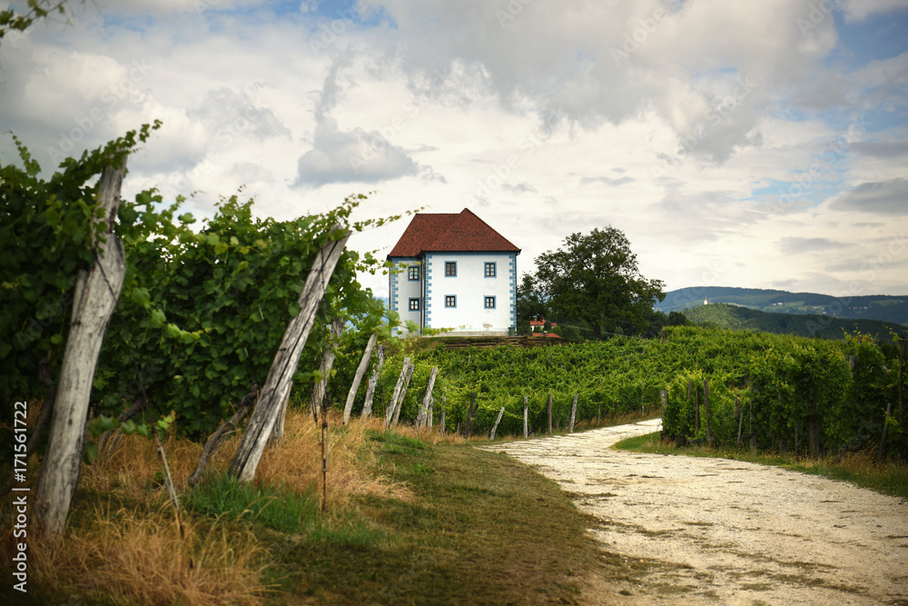 House among the vineyards in summer. Slovenske Konjice, Slovenia House among the vineyards in summer. Slovenske Konjice, Slovenia