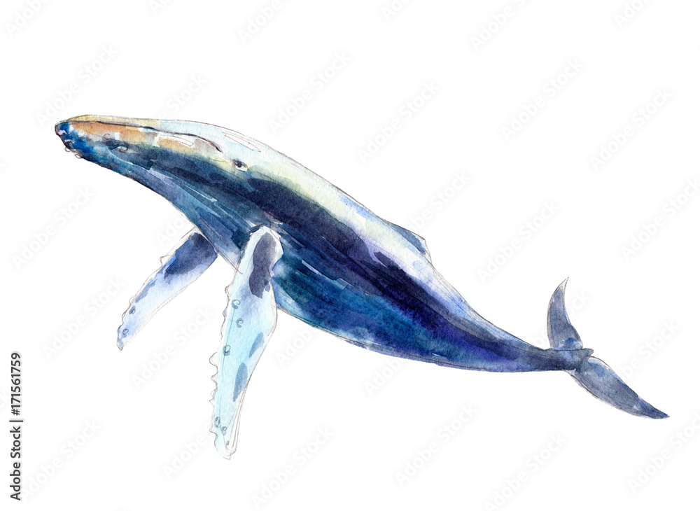 Fototapeta premium Watercolor whale, hand-drawn illustration isolated on white background.