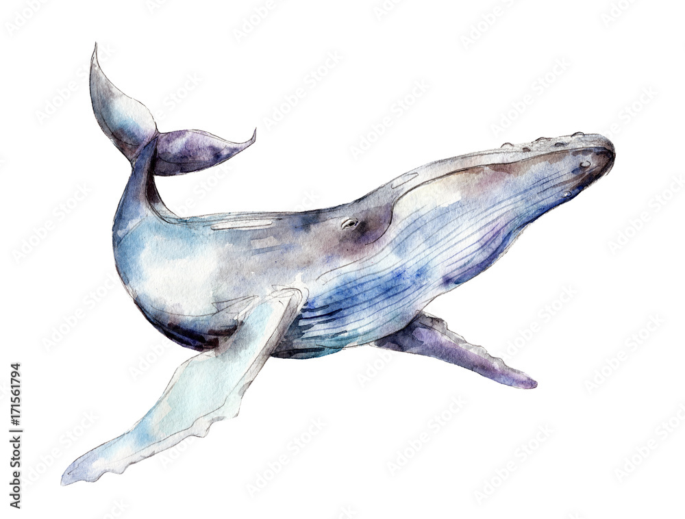 Obraz premium Watercolor whale, hand-drawn illustration isolated on white background.