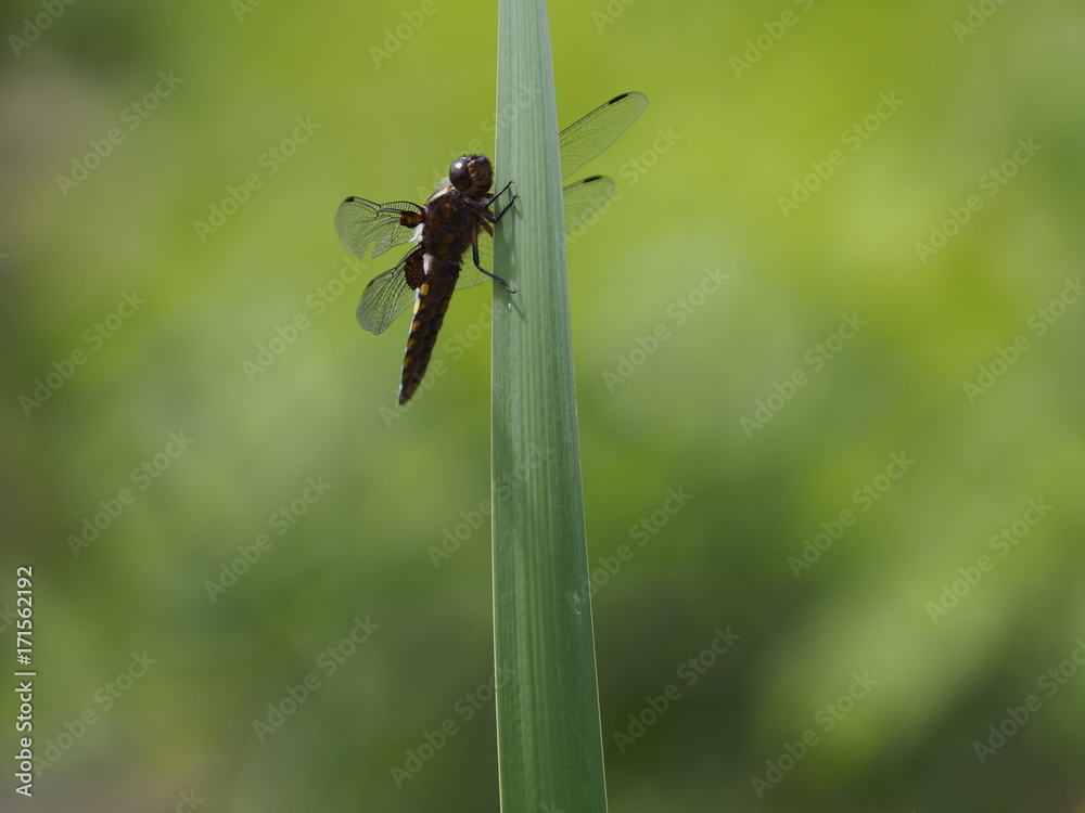 Naklejka premium Libelle im Schilf