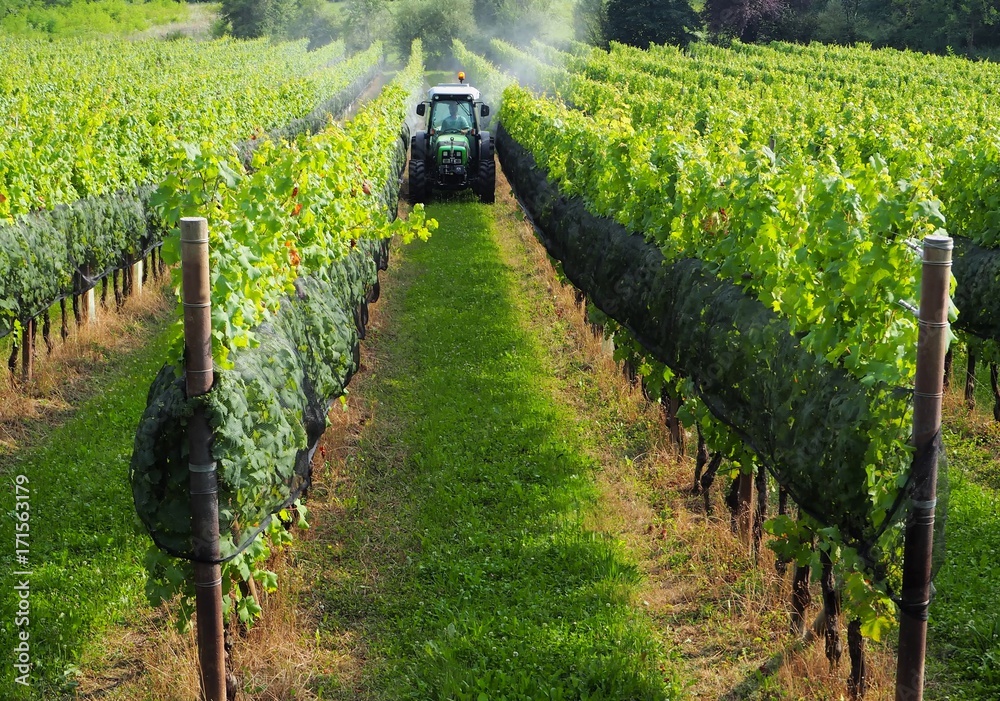 Fototapeta premium Green tractor among the vineyards on the borders between Italy and Slovenia