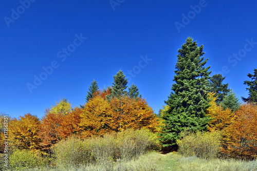 Trees in autumn at blue sky background. Cergov Mountains, Slovakia.