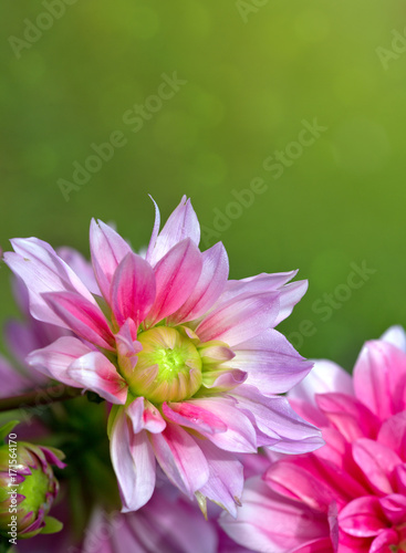 Fototapeta Naklejka Na Ścianę i Meble -  Pink dahlia flowers background.