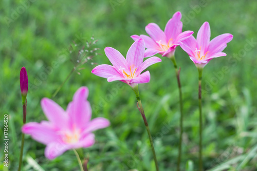 Zephyranthes minuta