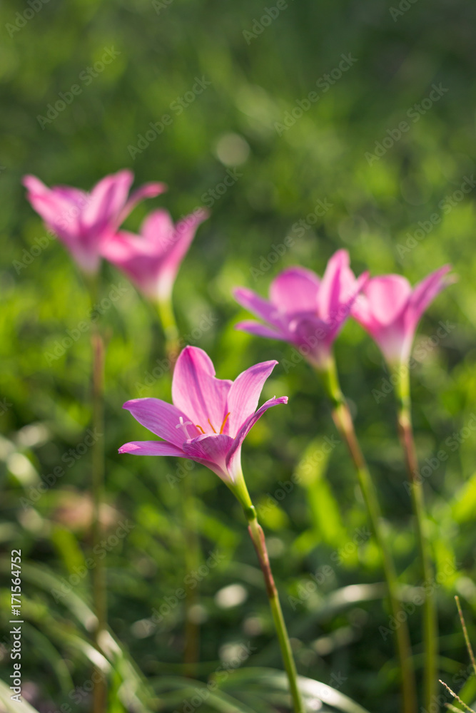 Fototapeta premium Zephyranthes minuta