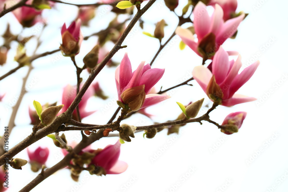 Magnolia flower Magnolia flower