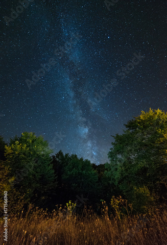 Starry night sky with Milky Way above trees
