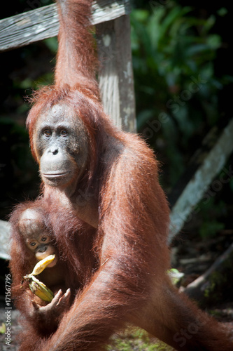 Orangutan and her baby