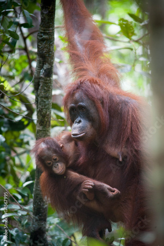 Orangutan and her baby