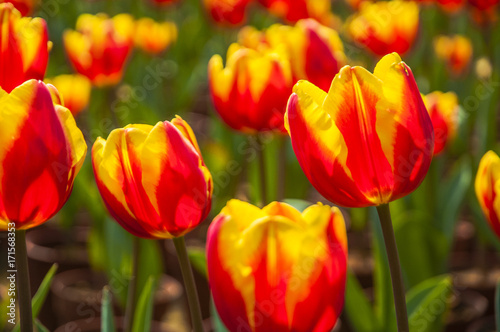 Beautiful tulips flower closeup in garden