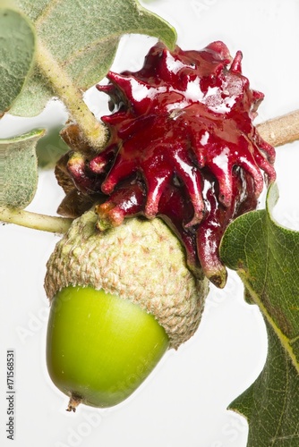 Red gall growing on acorn of a medierranean oak tree. photo