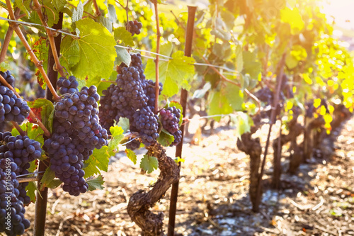 Bunch of ripe black grape, vine sunny autumn vineyards, harvest photo