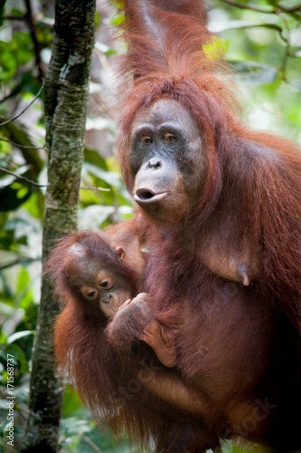 Orangutan and her baby