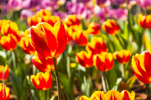 Beautiful tulips flower closeup in garden