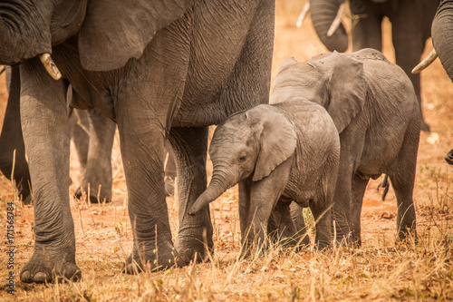 Photography Elephants and babies, Chobe River, Chobe National Park
