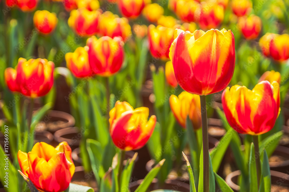 Beautiful tulips flower closeup in garden