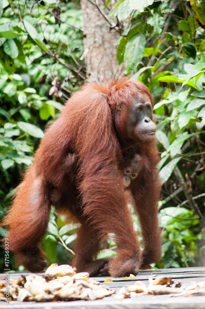 Naklejka premium Orangutan