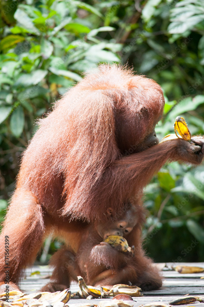 Fototapeta premium Orangutan and her baby