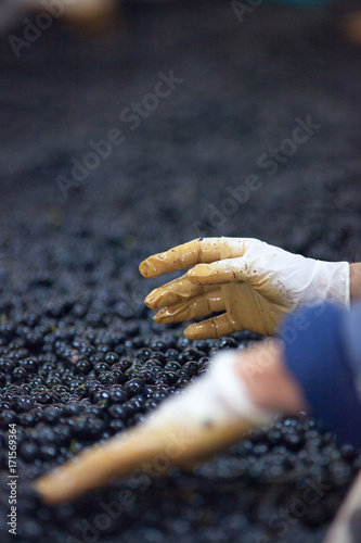 Vinification