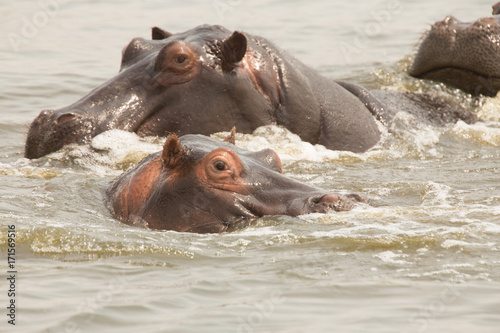 Hippopotomus in Chobe National Park