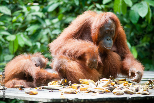 Orangutan and her baby