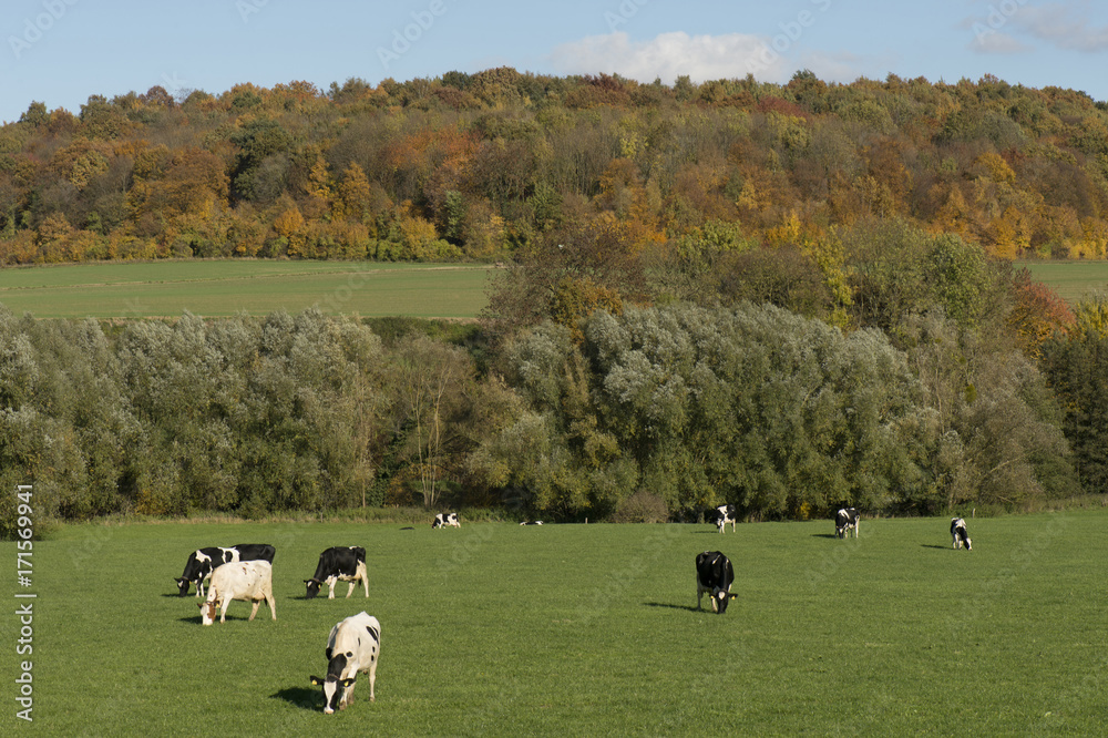 Het zuid-limburgse Mergelland in de buurt van Epen tijdens de herfst Het zuid-limburgse Mergelland in de buurt van Epen tijdens de herfst