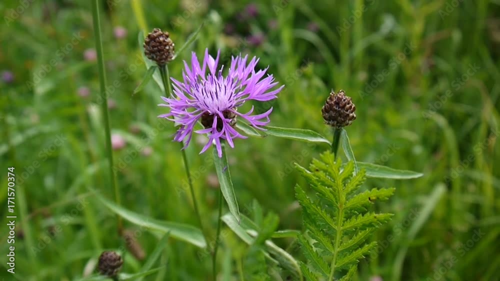 Meadow knapweed. Centaurea jacea flower in the summer field Meadow knapweed. Centaurea jacea flower in the summer field