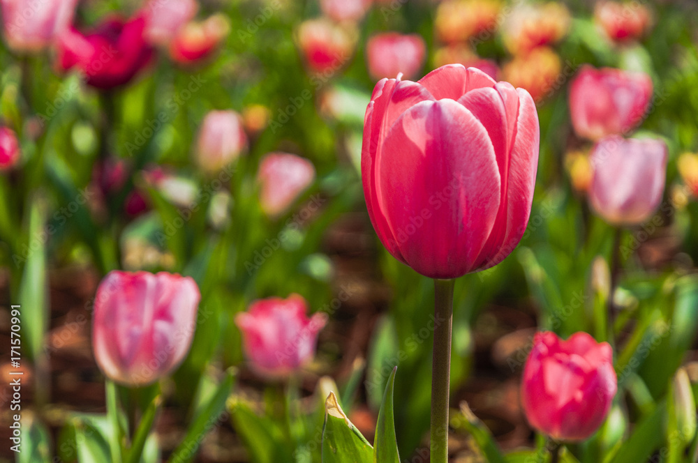 Beautiful tulips flower closeup in garden Beautiful tulips flower closeup in garden