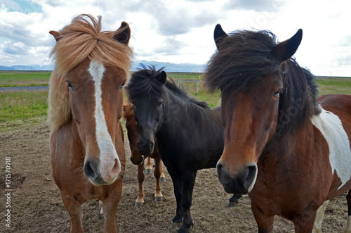 Curious icelandic horses 