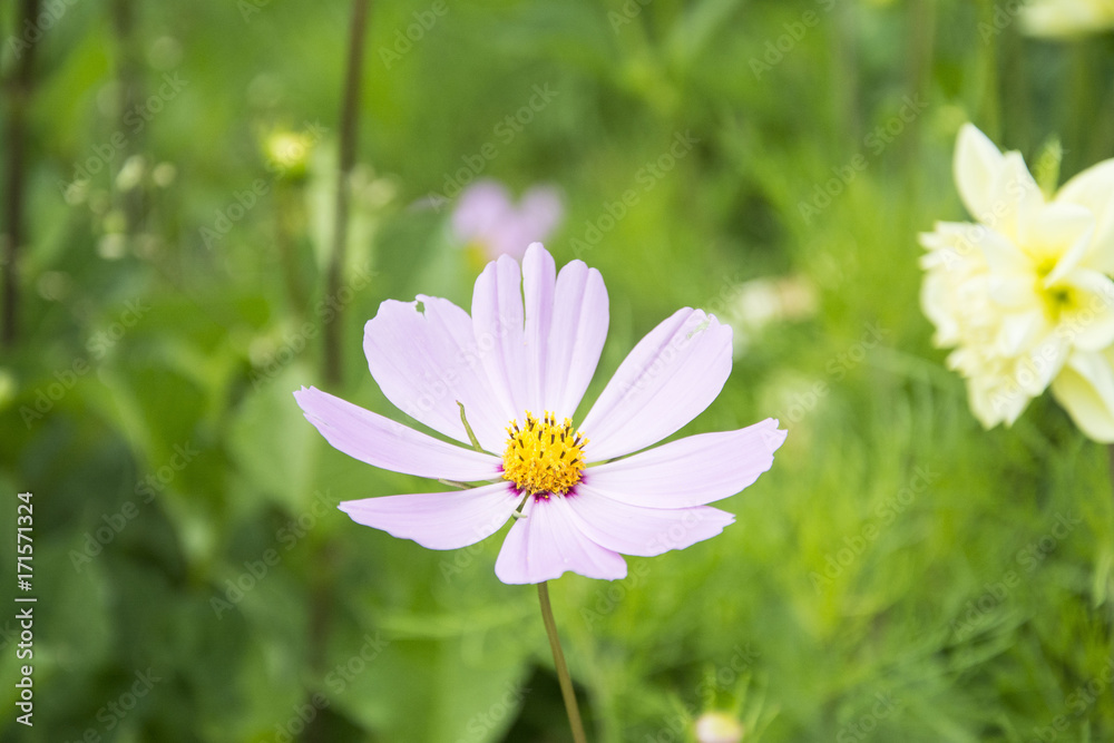 Gesang flower in western Sichuan plateau, China. Gesang flower in western Sichuan plateau, China.