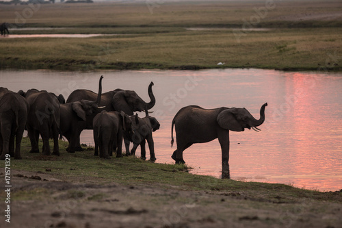Elephants at sunset  Chobe River  Chobe National Park