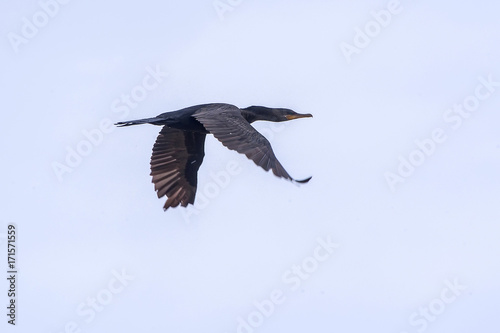 Bigu    Nannopterum brasilianus    Neotropic Cormorant  photographed in Vitoria  Esp  rito Santo - Southeast of Brazil. Atlantic Forest Biome.