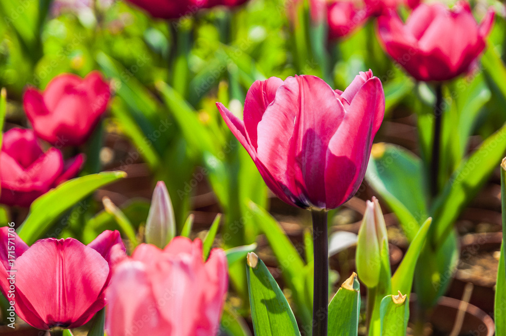 Beautiful tulips flower closeup in garden
